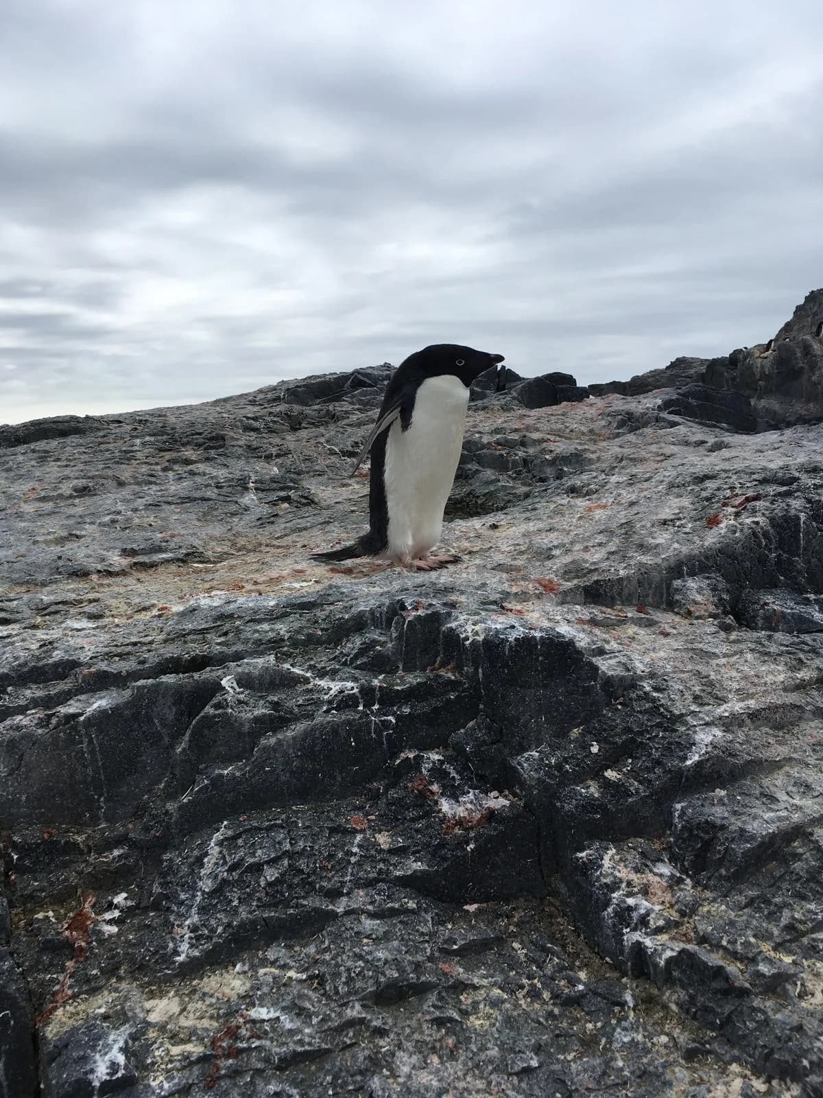 A lone penguin